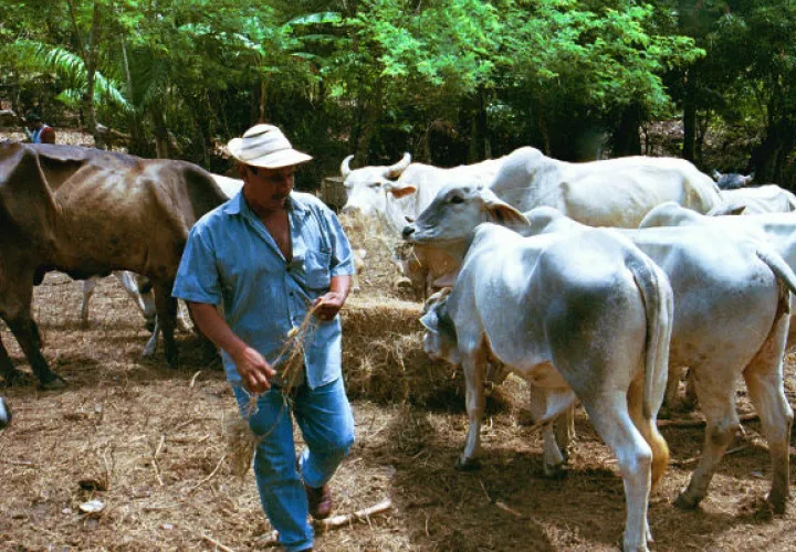 La rabia paralítica bovina  es una zoonosis que se transmite al humano cuando el murciélago también chupa sangre de las personas. 