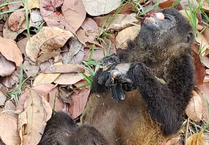 Mueren o terminan con serias afectaciones como quemaduras por desplazarse entre cables eléctricos. Foto: Thays Domínguez., 