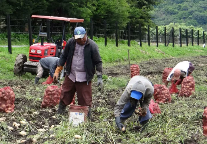 Los productores también contarán con formación y capacitación para mejorar sus capacidades comerciales. Foto/Archivo