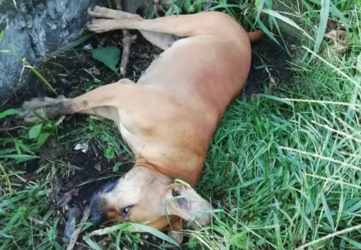 Se desconoce quien haya causado la muerte a los caninos. Foto: José Vásquez.