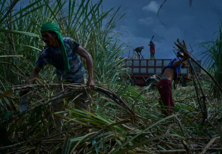 Millones de trabajadores de plantación viven en condiciones casi feudales. Cortan caña de azúcar en Kabankalán. Foto / Jes Aznar para The New York Times.