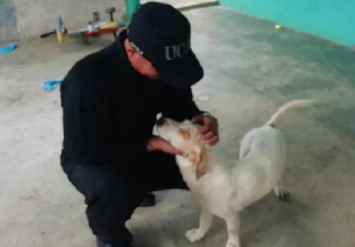 El perro se encuentra estable, según informó la Policía.