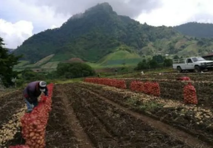  Los productores plantearon problemáticas y soluciones para sectores como arroz, pesca, ganado y palma aceitera.