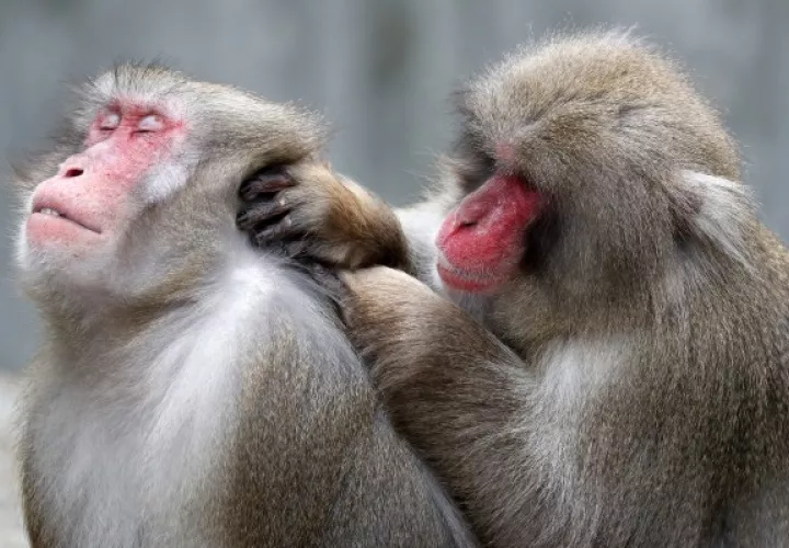 Foto/The New York Times