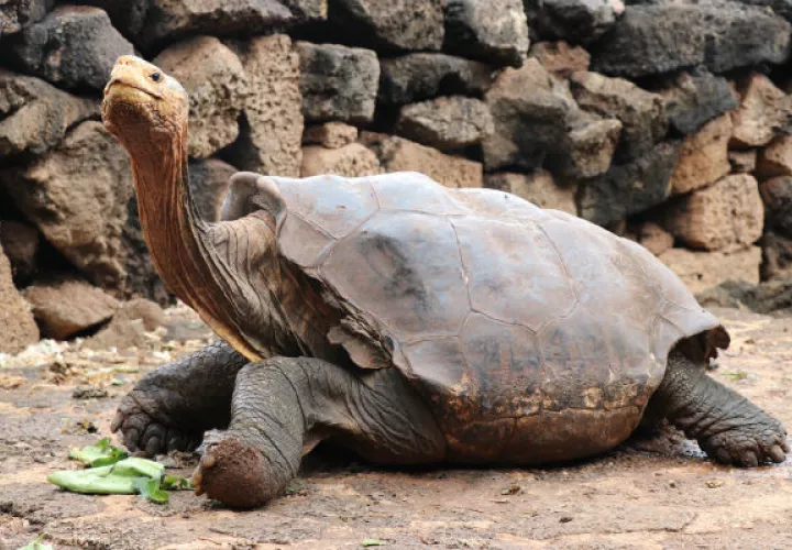 La tortuga Diego jugó un papel clave en un exitoso programa de reproducción. Foto / Parque Nacional de las Galápagos.