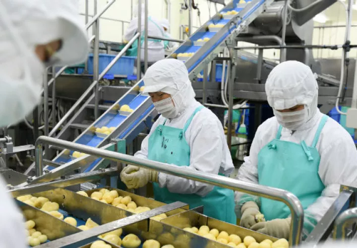 Limpiar papas es labor sólo apta para humanos. En una fábrica en Asahikawa, robots no pudieron con esa tarea. Foto / Noriko Hayashi para The New York Times.