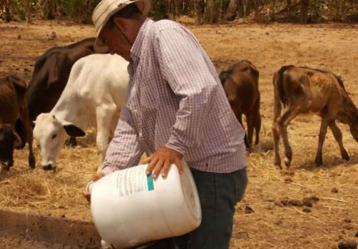 El Ministerio de Desarrollo Agropecuario (Mida) ha construido unos 500 abrevaderos para cosechar agua. 