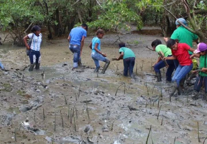 Los estudiantes de la escuela de El Espavé, ubicada en el distrito de Chame, realizan un programa de repoblación de mangle en la zona.