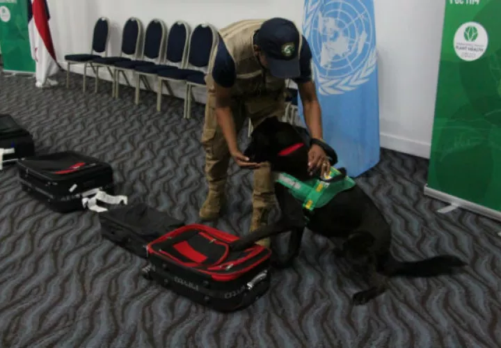 alimento-mida-canino.jpg