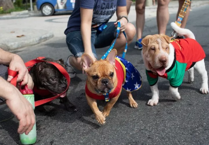 Perros disfrazados participan en el desfile de carnaval de perros "Blocao" a lo largo de la playa de Copacabana en Río de Janeiro. FOTO/AP