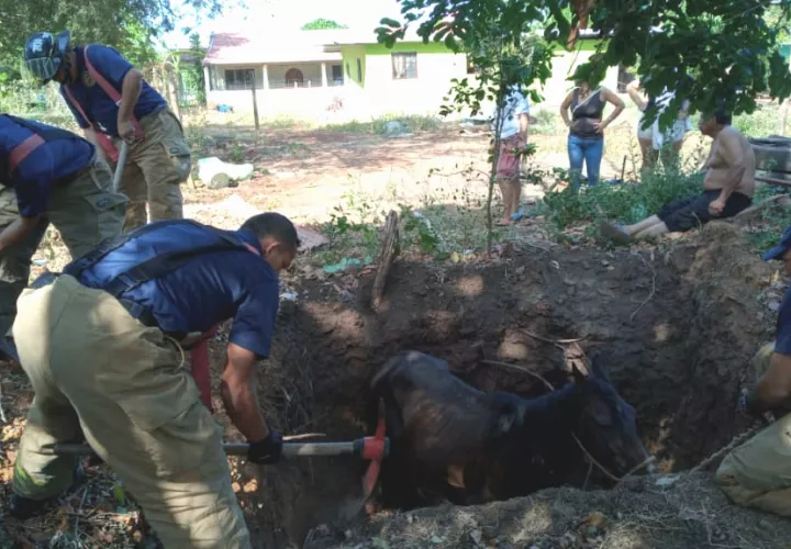 Lograron sacar al animal del hueco sin un rasguño.  Foto/Thays Domínguez
