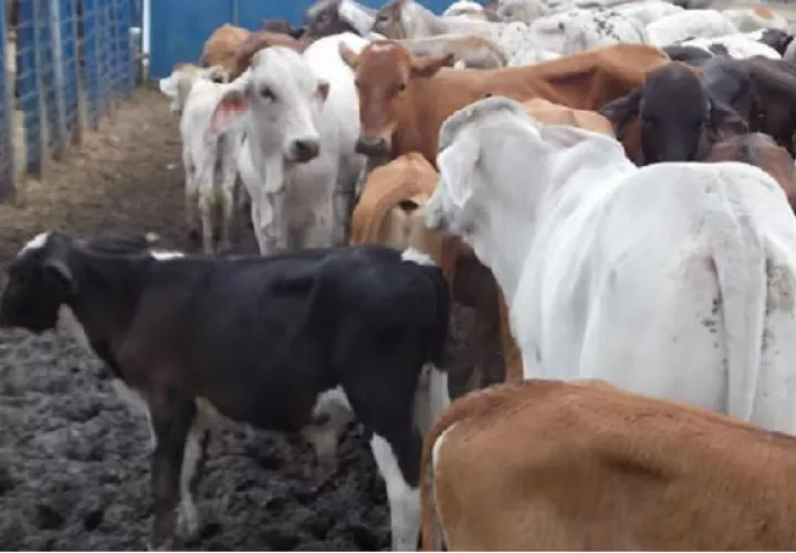 La iniciativa ayudaría en las ventas, según los ganaderos. Archivo