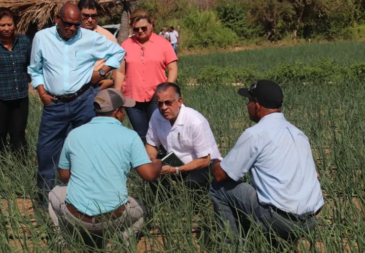 Natá es una de las zonas, a parte de las tierras altas de Chiriquí que produce cebolla.