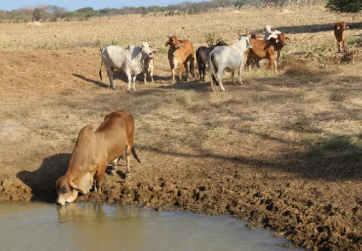 Más de 5,000 pequeños  productores se han beneficiado del plan de cosecha de agua. Foto/Cortesía