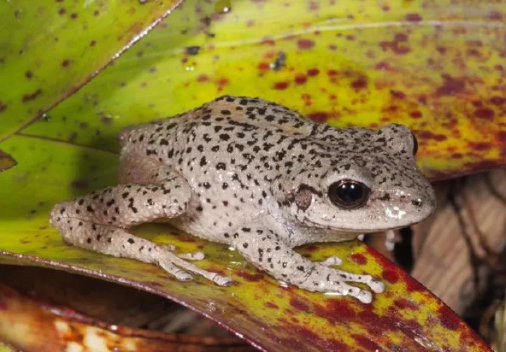 Un ejemplar de rana Pristimantis balionotu, en la provincia de Loja (Ecuador). 