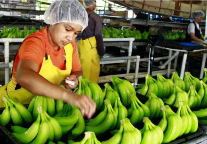 Hace 5 años atrás, Panamá exportaba 1,300 millones de dólares anuales; sin embargo, al día de hoy, por diferentes razones, solo se exportan un poco más de 600 millones de dólares.