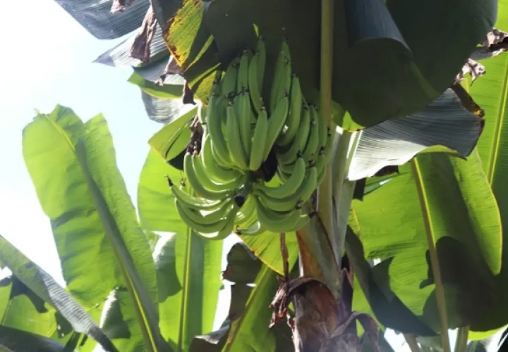  Se transmite por el suelo y es una de las enfermedades más destructivas de banano en el mundo.