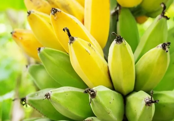 Hongo afecta la producción de cultivos como banano, plátano y guineo.