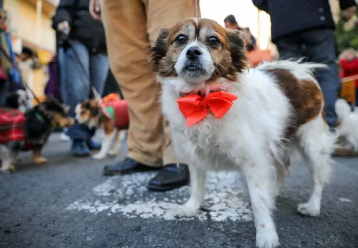 Un análisis reciente halló que tener un perro podría brindar beneficios de salud mental y cardiovascular. Foto / Ana Escobar/ EPA, vía Shutterstock.