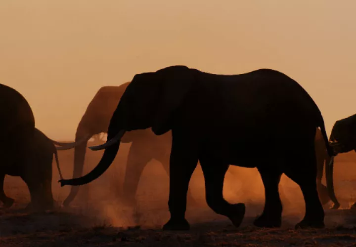 Unas 130 series sobre naturaleza se transmitieron en el 2019, más que en 2015-2018. “Elephant Queen”, de Apple. Foto / Apple.