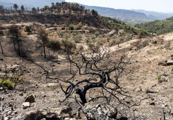 En un clima más caliente y más seco, como en España, los bosques pueden morir por la sequía o incendiarse. Foto / Edu Bayer para The New York Times.
