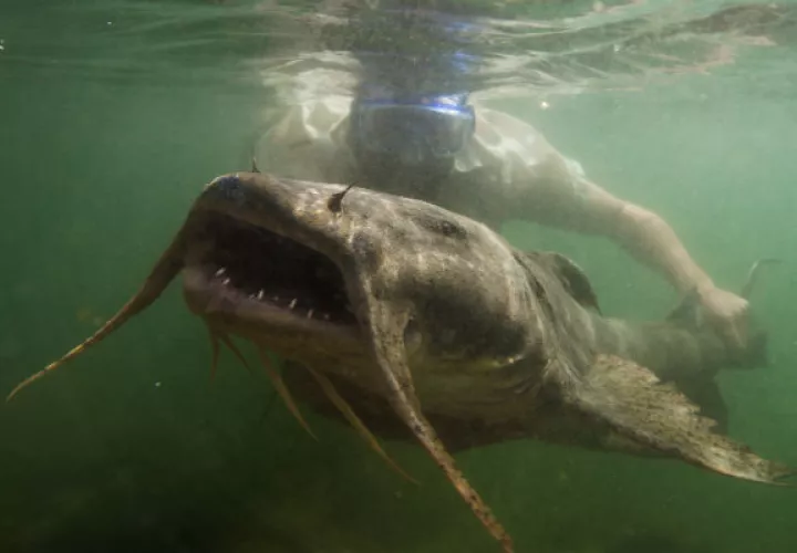 El bagre diablo gigante. Un estudio halló que la megafauna ha caído 88 % a nivel mundial en años recientes. Foto / Zeb Hogan, UNR Global Water Center.