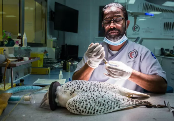 El hospital atiende a 150 halcones al día. Instalando un radiotransmisor en un halcón.Foto / Olya Morvan para The New York Times.