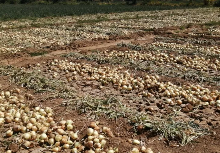 Natá es una zona, a parte de las tierras altas de Chiriquí que produce cebolla. Foto/Cortesía
