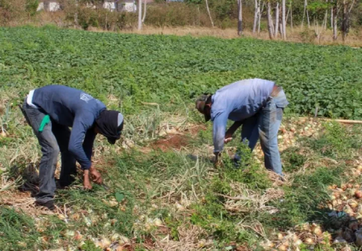 El sector agro no ha dejado de producir alimentos. Archivo