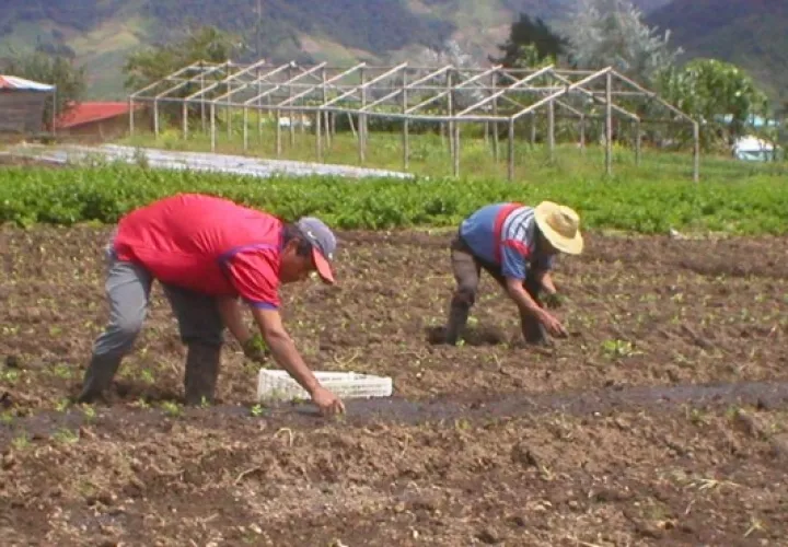 El sector agropecuario nunca ha dejado de producir alimentos. Archivo