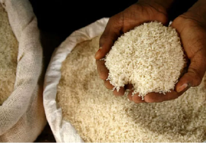 En Panamá se consumen más de siete millones de quintales de arroz al año, por lo que el país no es autosuficiente. Archivo