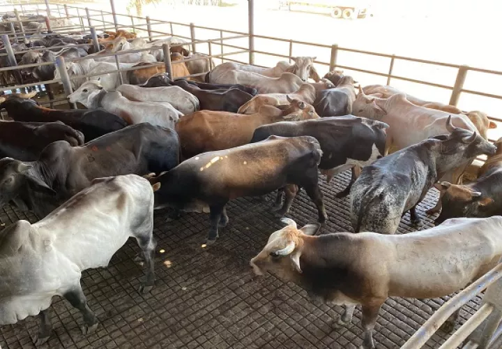 Se trata de 2 mil novillos gordos que tienen un peso entre 900 y 1,200 libras.