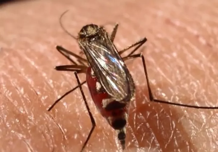 Actualmente van dos muertos por dengue. Foto: Archivo