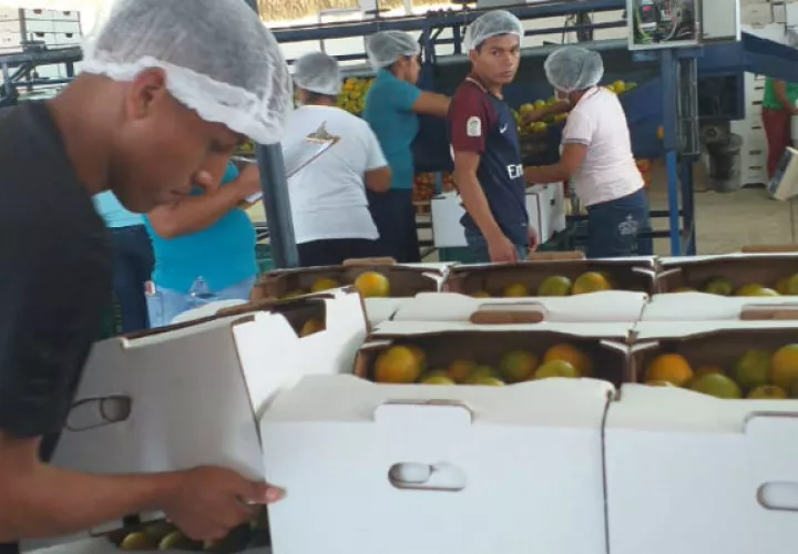 Por primera vez, Panamá exporta naranja hacia el Caribe.
