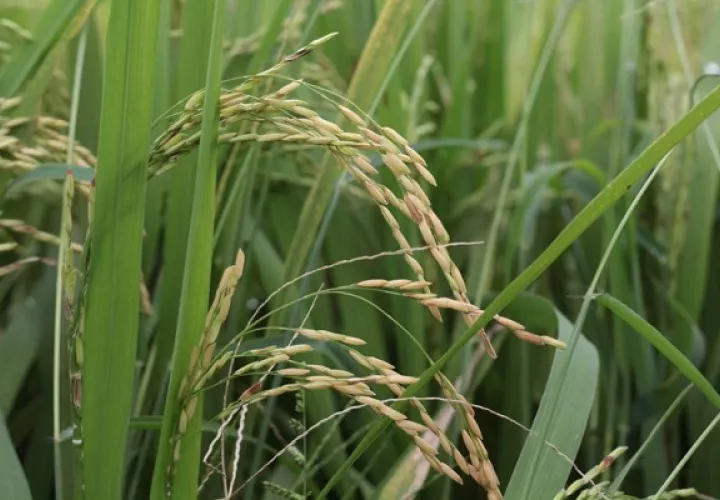 El pago beneficiará a 24 productores de arroz asociados.