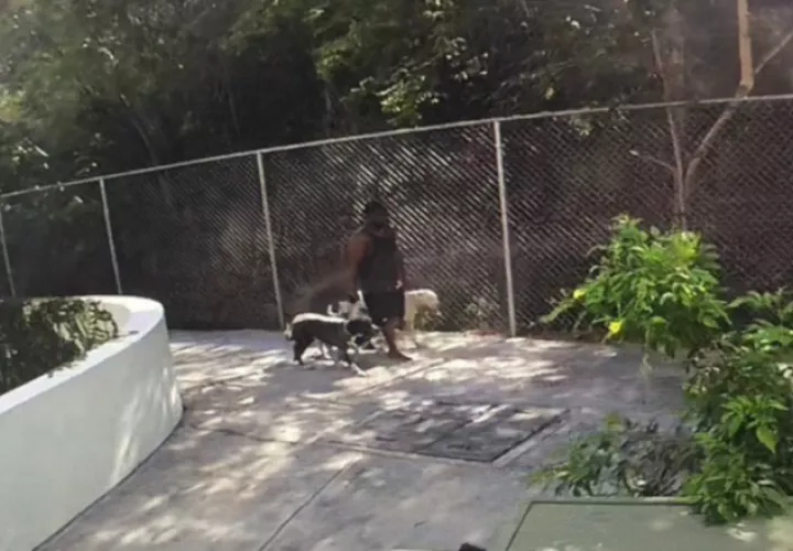 Un video capta al dueño de los perros huyendo, tras el ataque. Cortesía