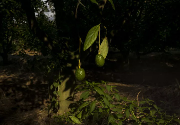 La industria del aguacate en México ha atraído la atención de los cárteles, que han extorsionado a los agricultores, cobrando por cada kilo que exportan. Foto / Adriana Zehbrauskas para The New York Times.