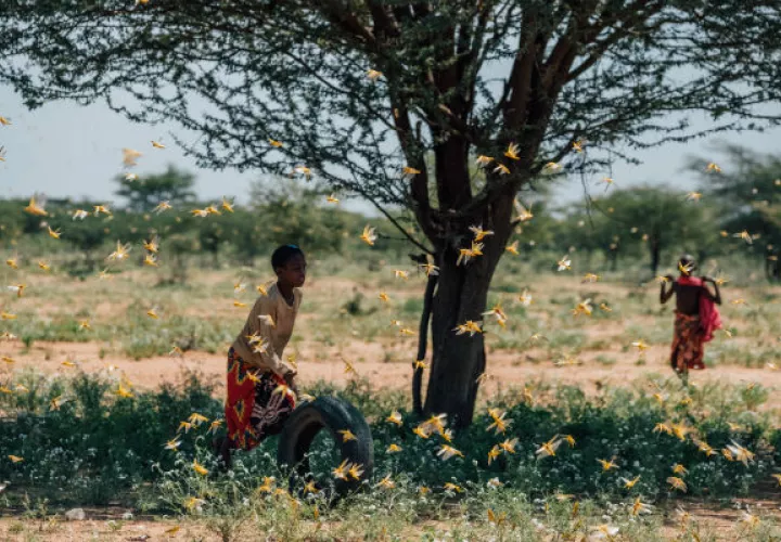 Kenia lucha con su peor brote de langostas del desierto en 70 años, amenazando la seguridad alimenticia de millones. Foto / Khadija Farah para The New York Times.