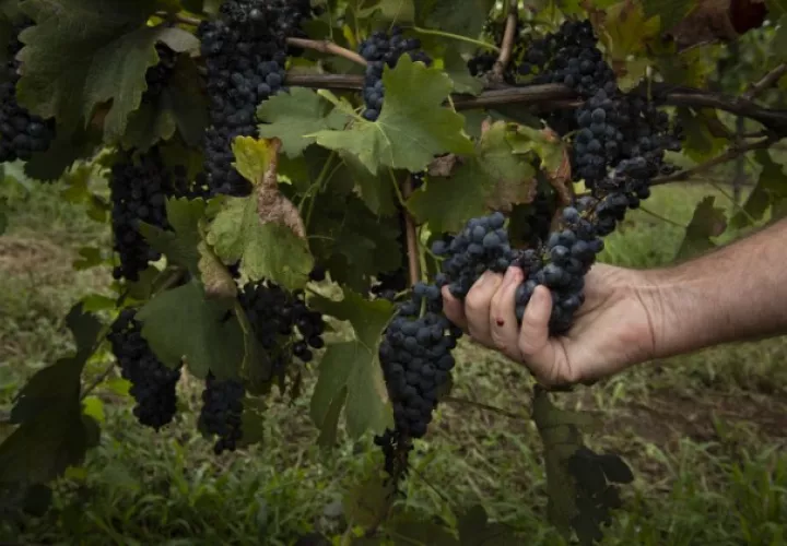 Iain Riggs, en Brokenwood Wines, se ha visto obligado a dejar uvas en la vid por contaminación de humo. Foto / Matthew Abbott para The New York Times.