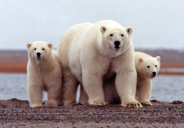 Osos polares que crían en un refugio de fauna en Alaska peligran por la posible apertura del área a la perforación. Foto / Reuters.