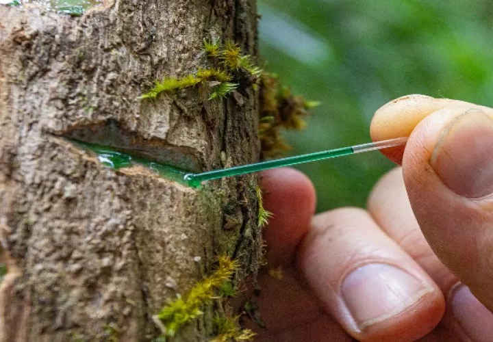 Algunos árboles se adaptan a crecer en suelo contaminado con metales. Una especie en Malasia produce savia con alto contenido de níquel. Foto / Antony van der Ent.