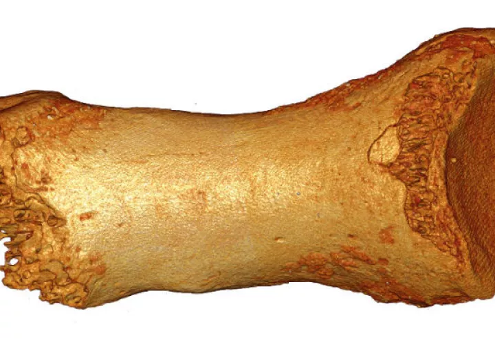 Humanos y neandertales se cruzaron hace 60 mil años. Un fósil de neandertal. Foto / Bence Viola.