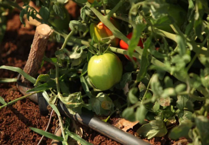 La producción de tomate industrial se da en Los Santos, Macaracas, Guararé y Tonosí. Foto/Cortesía