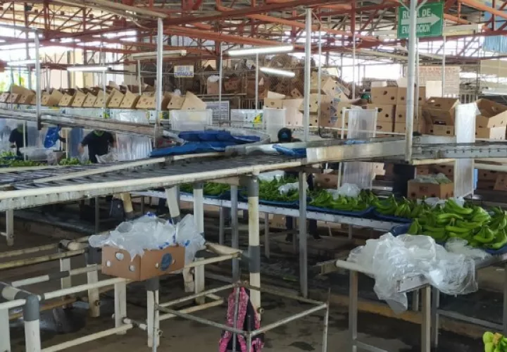 Los operativos serán constantes en diferentes empresas, ya que no van a permitir que se tenga a los trabajadores laborando en forma inadecuada expuestos al contagio de este mortal virus. Foto/Mayra Madrid