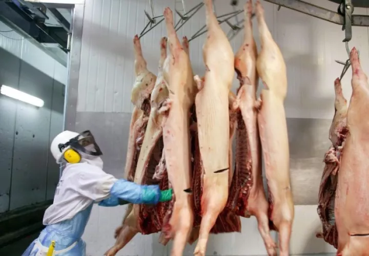Costa Rica primero en ingresar con carne de cerdo a China. EFE