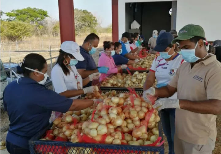 A la fecha se ha logrado cosechar la mitad de la superficie sembrada. Foto: Eric Montenegro.