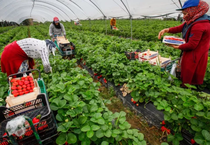 Producción agropecuaria es de suma importancia ante crisis. EFE