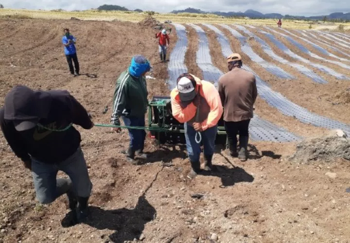La siembre de cebolla bajo el sistema de acolchado se inició esta semana en Tierras Altas, provincia de Chiriquí. Foto/Aurelio Martínez