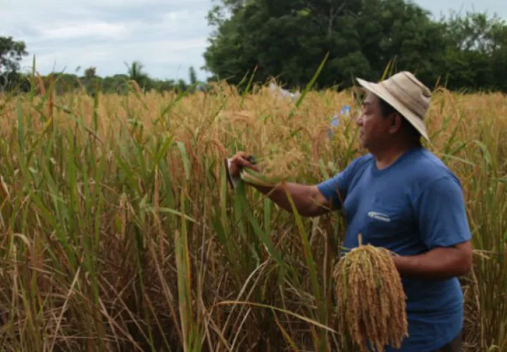 A finales del mes de abril se le pagará a los productores de arroz. Foto/Archivo