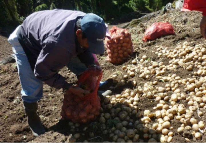 Los productores se quejan que los productos se están perdiendo. 